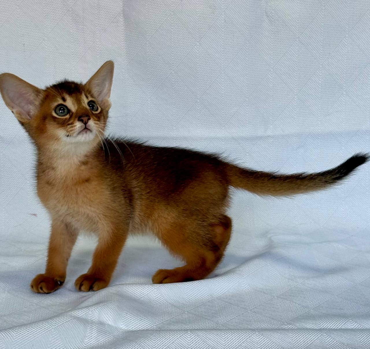 Emir Abyssinian