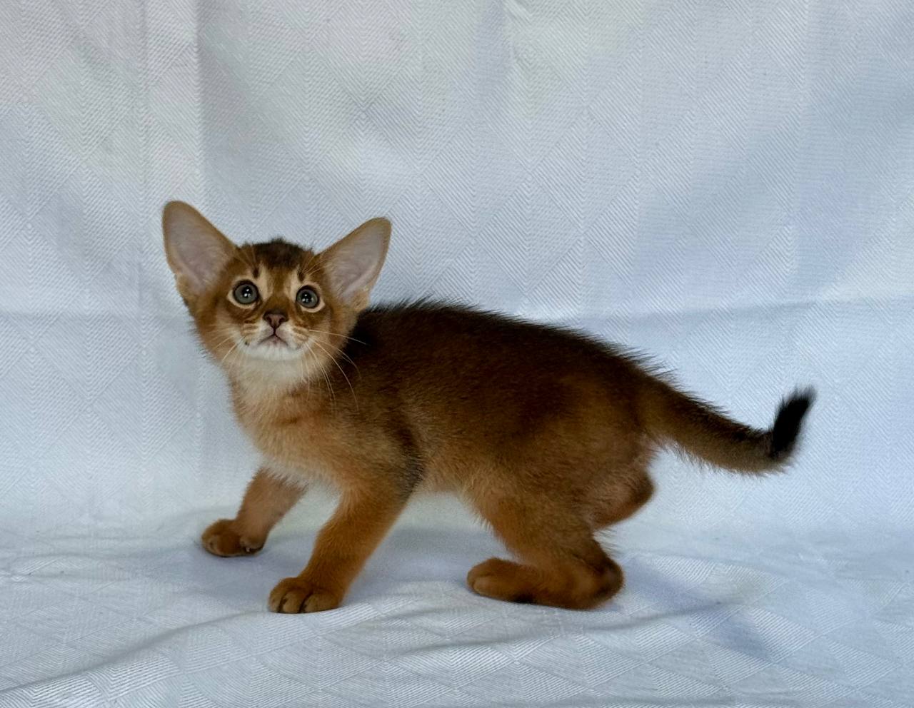 Emir Abyssinian