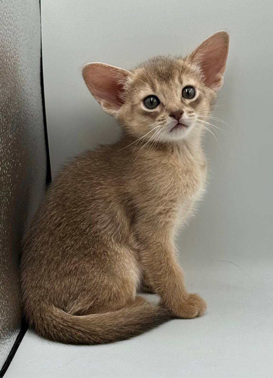 Eshka Abyssinian