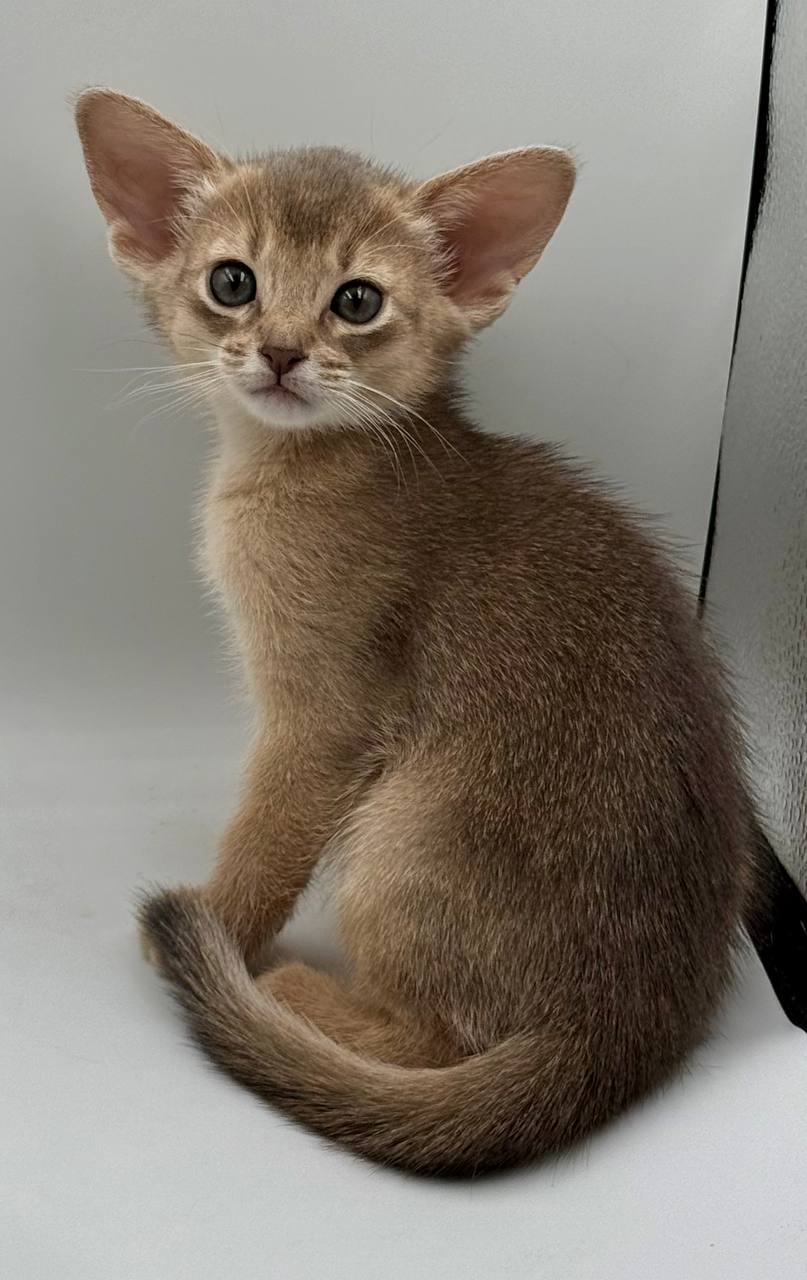 Eshka Abyssinian