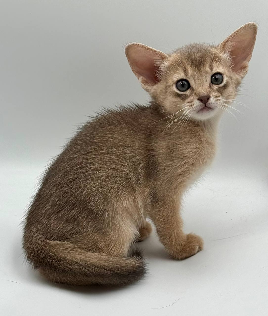 Eshka Abyssinian