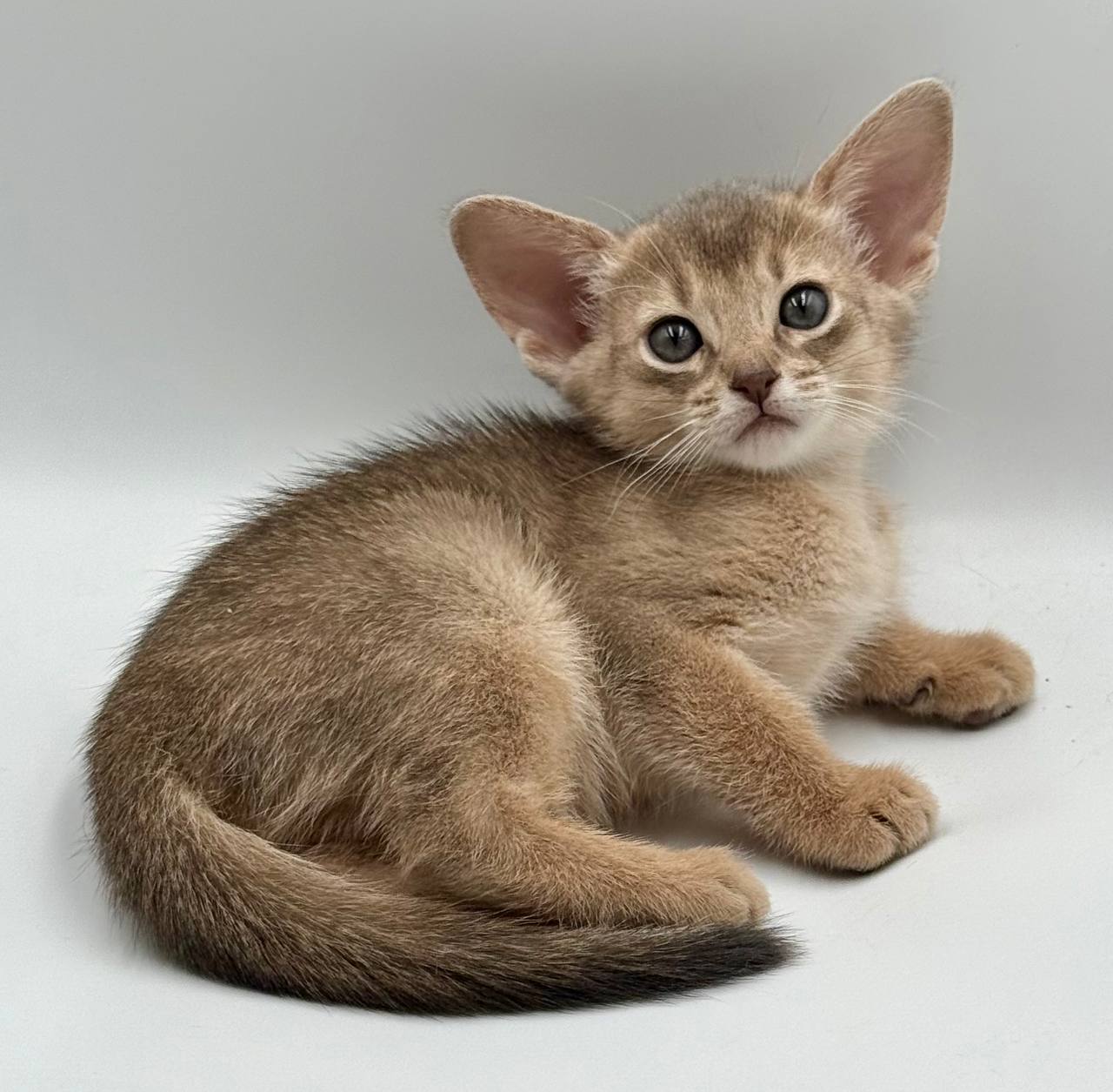 Eshka Abyssinian