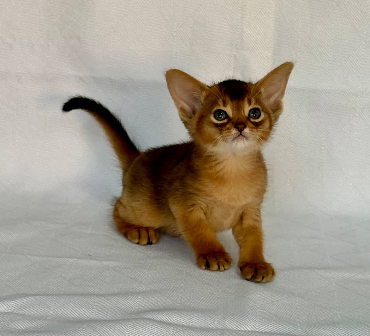 Flora Abyssinian
