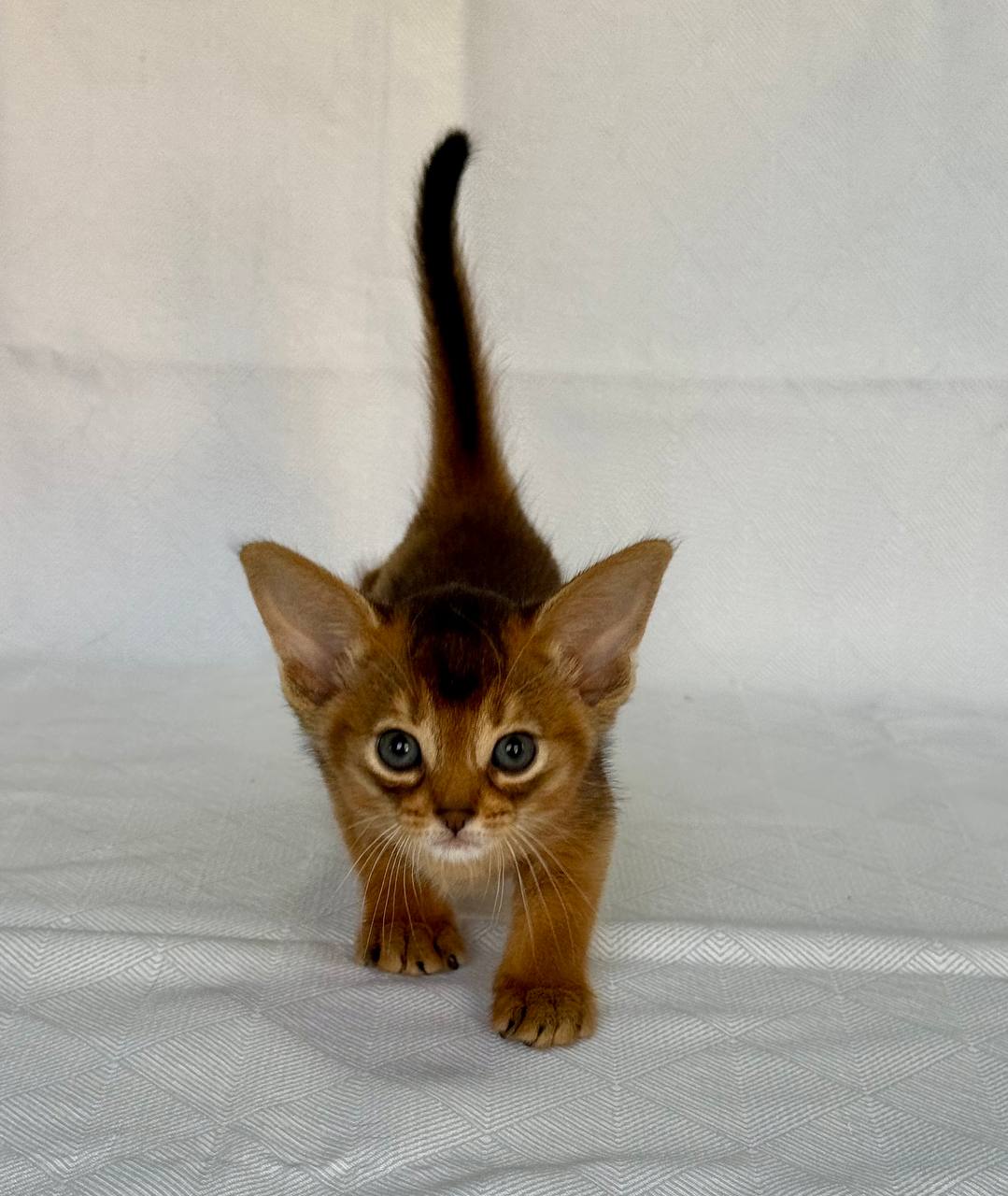 Flora Abyssinian