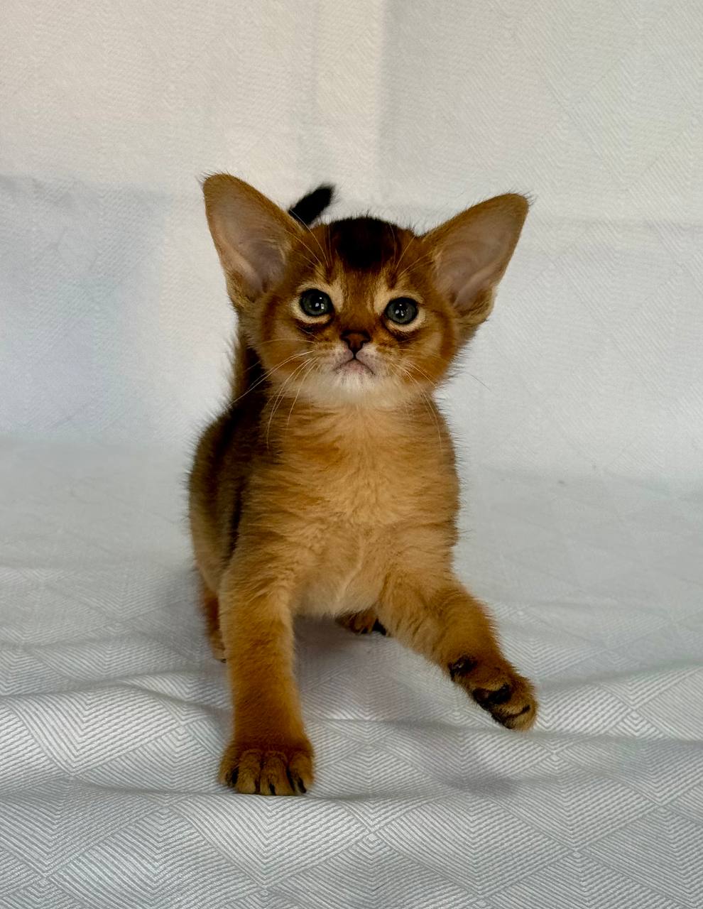 Flora Abyssinian