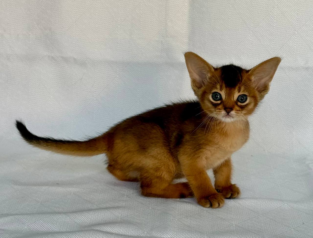 Flora Abyssinian