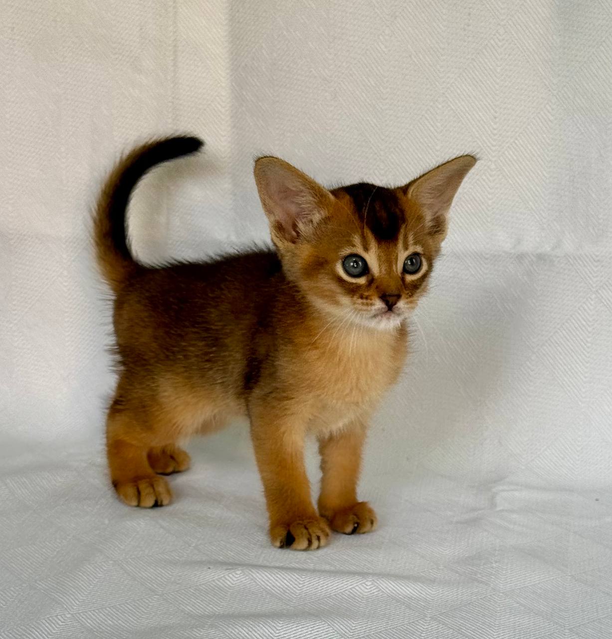 Fortuna Abyssinian