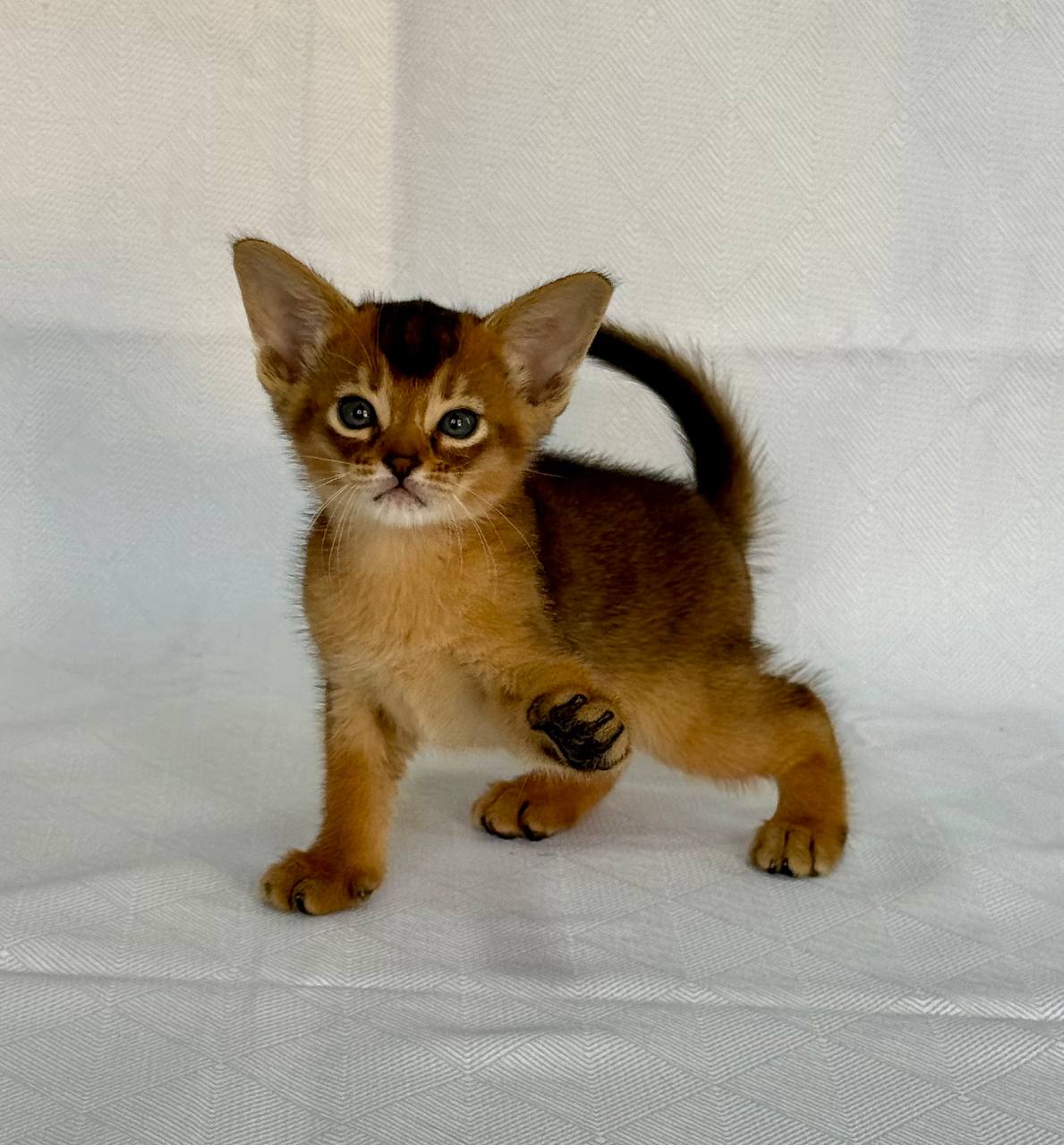 Fortuna Abyssinian