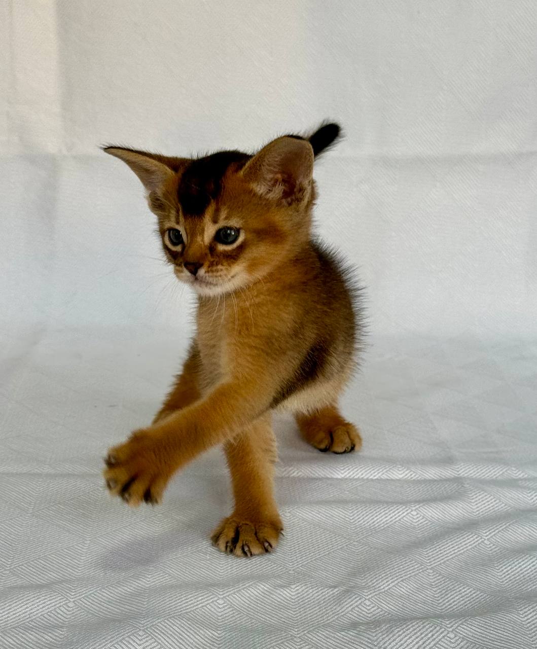 Fortuna Abyssinian