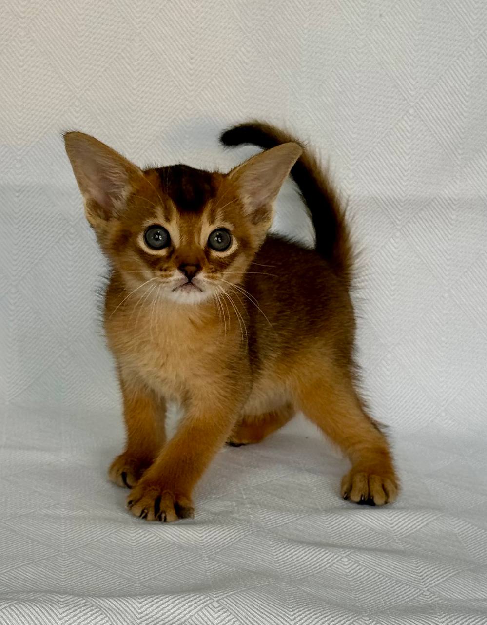Fortuna Abyssinian