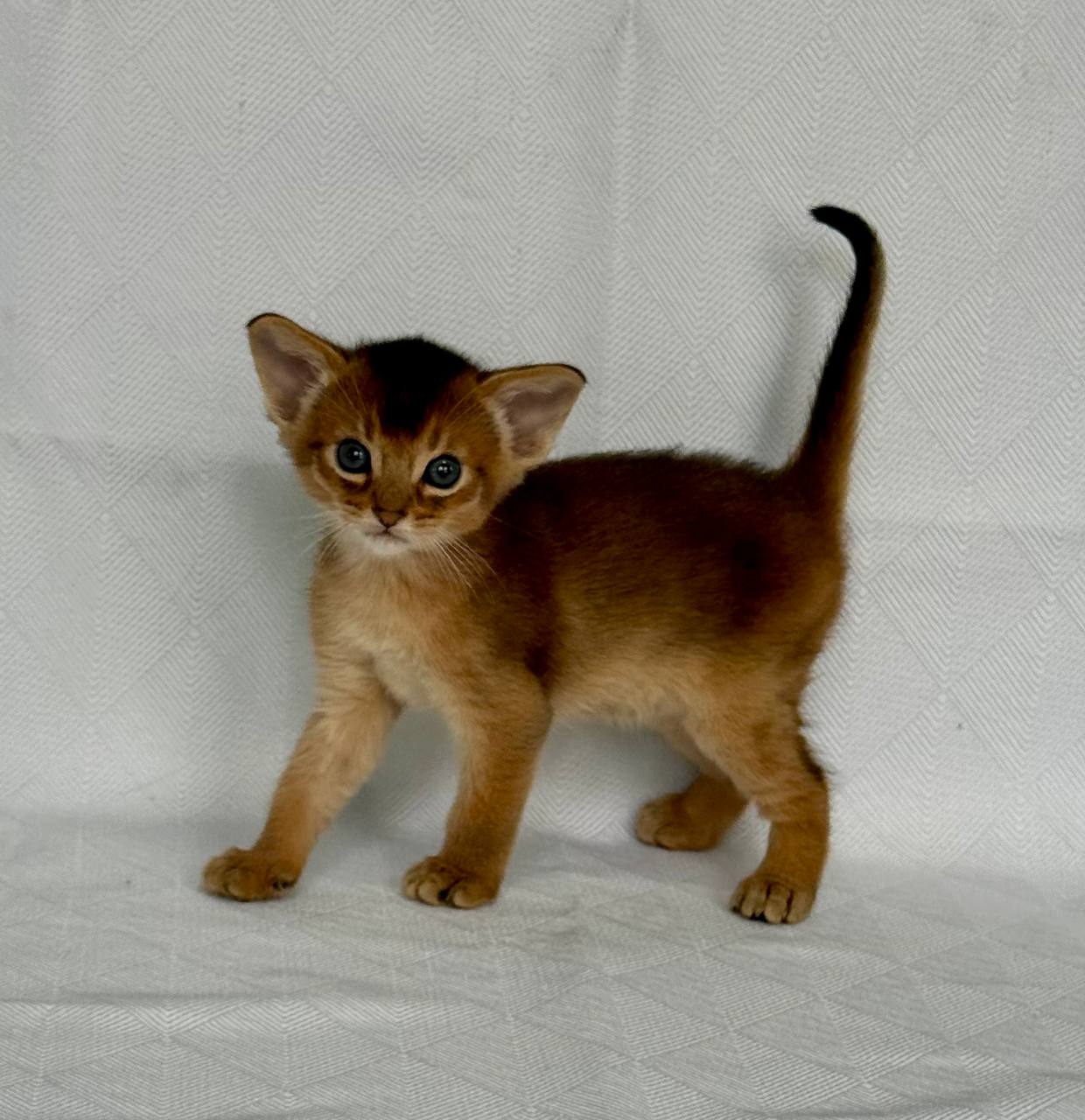 Garry Abyssinian