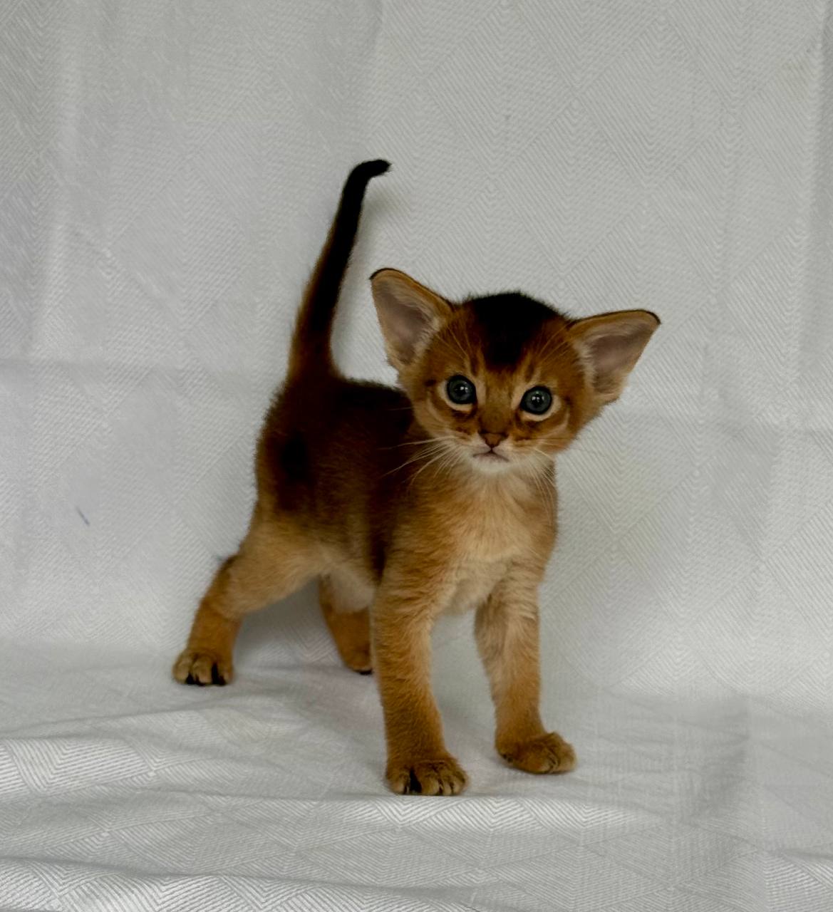 Garry Abyssinian