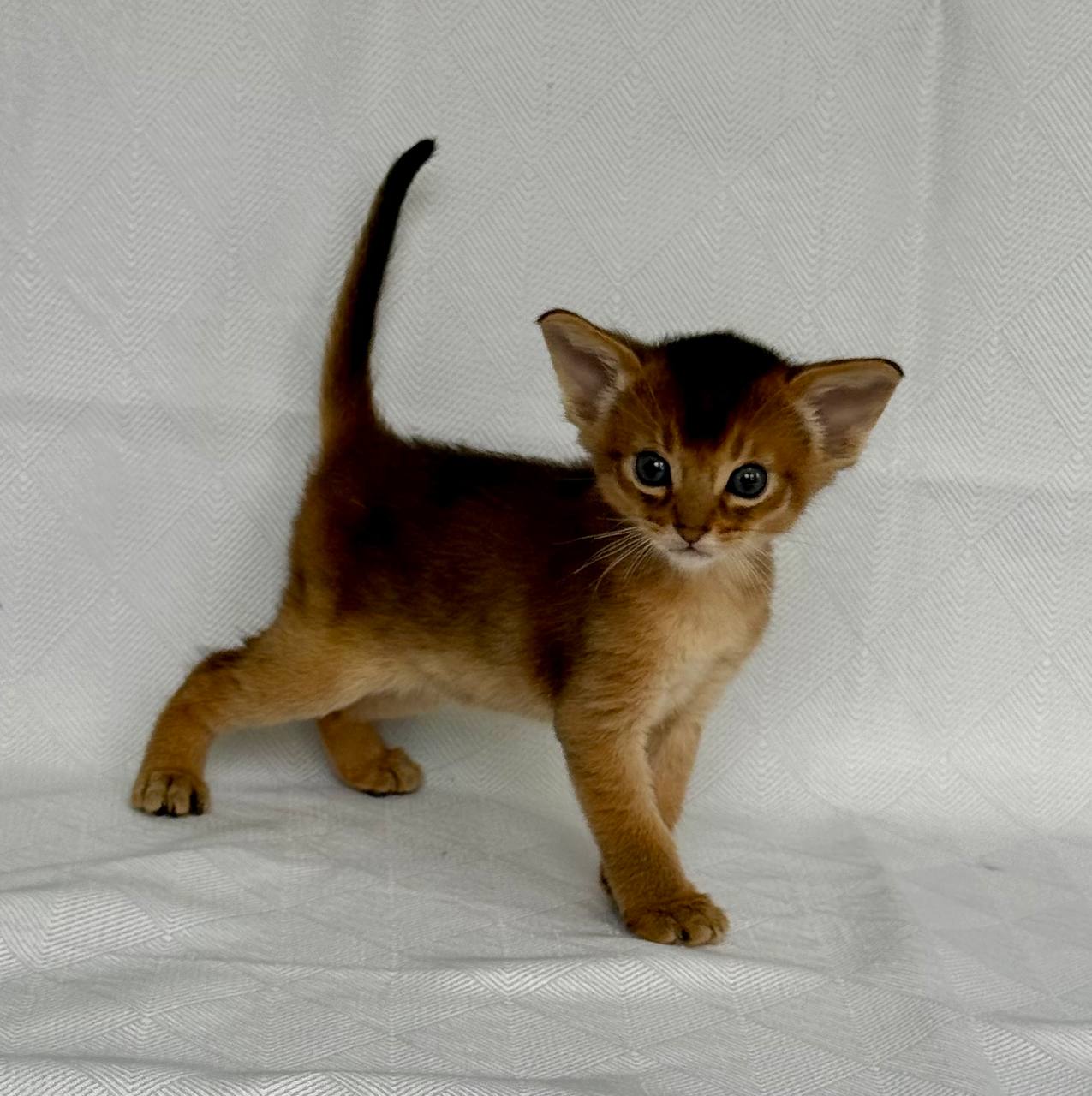 Garry Abyssinian