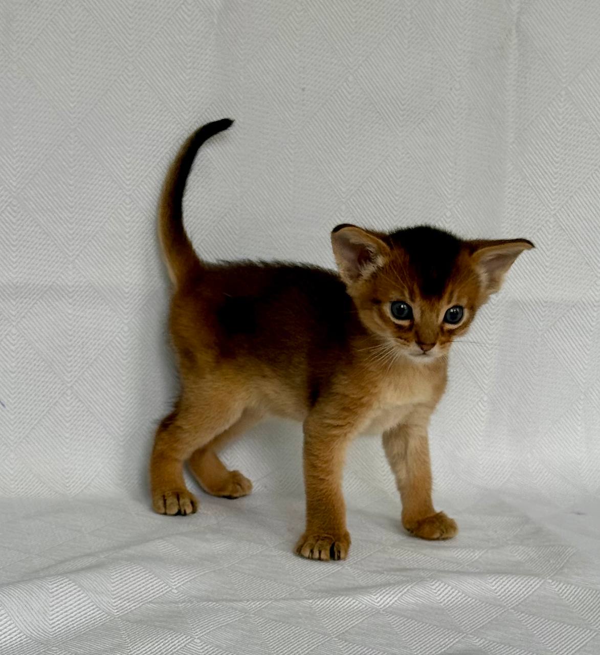 Garry Abyssinian