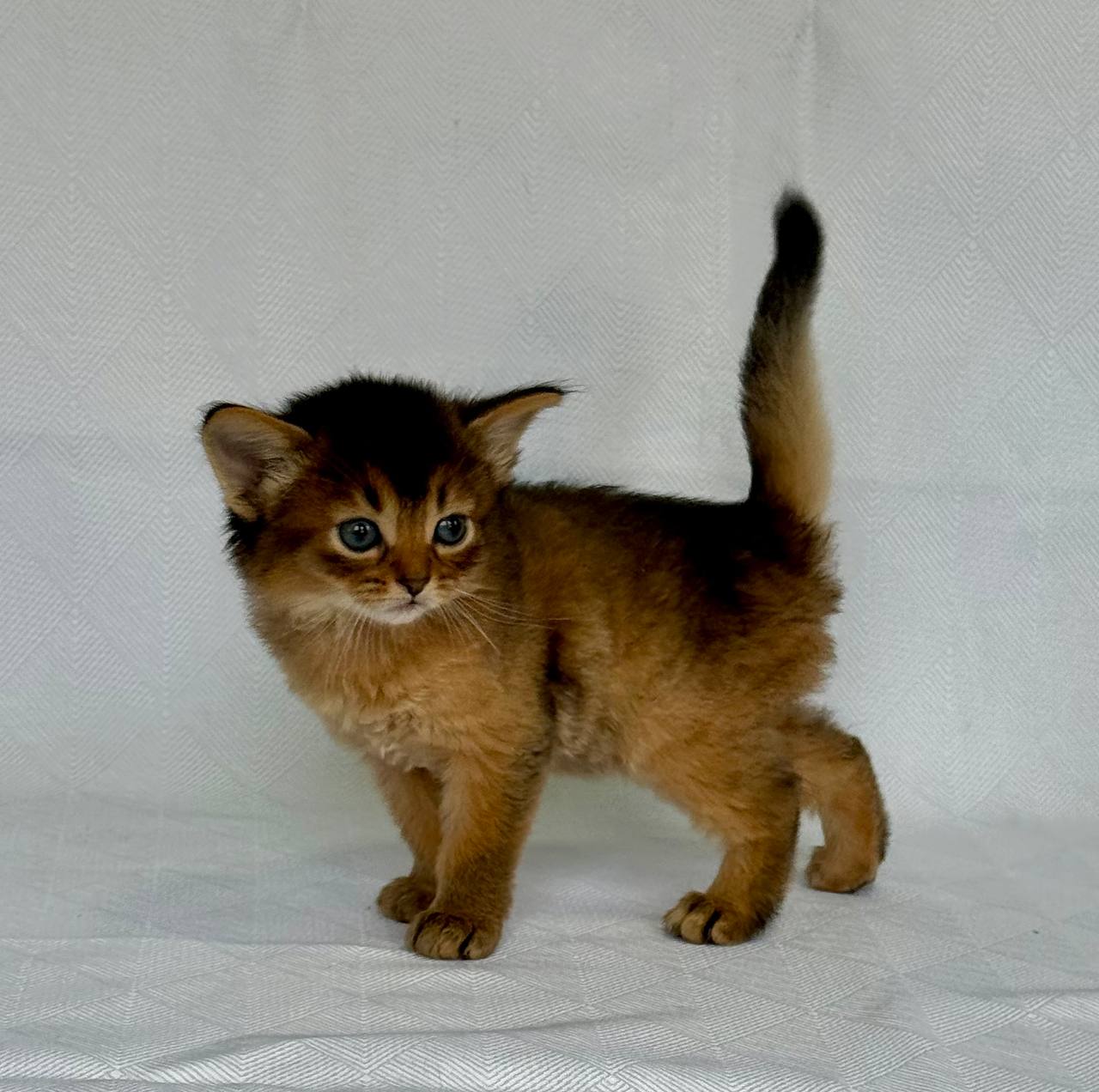 Greta Somali