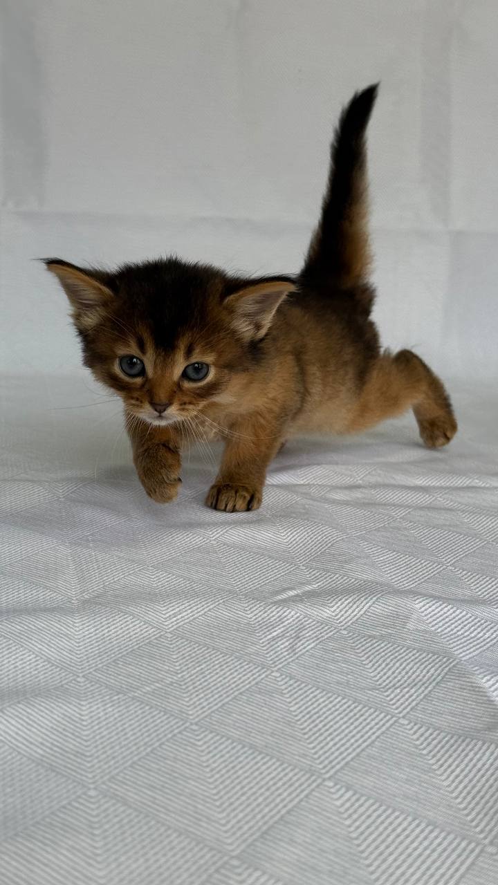 Greta Somali