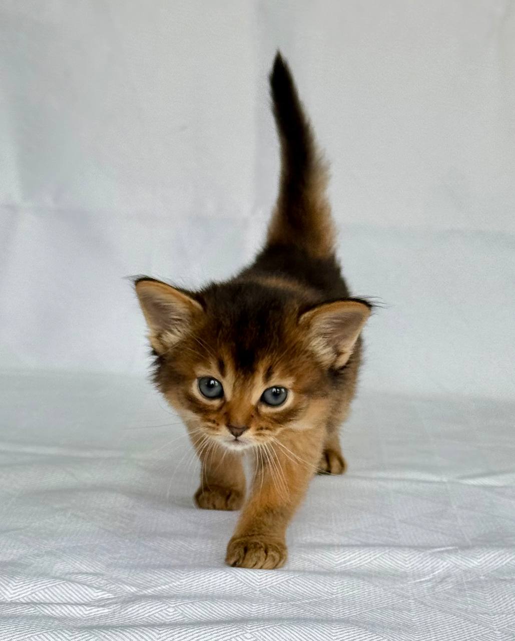 Greta Somali