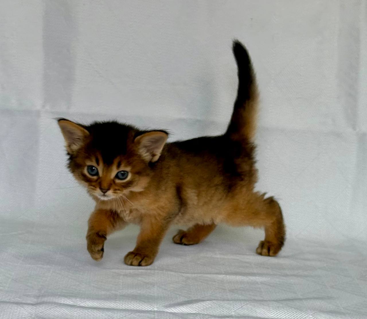 Greta Somali