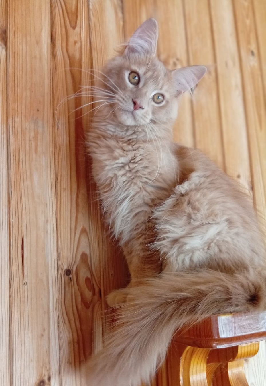 Lakis Maine Coon
