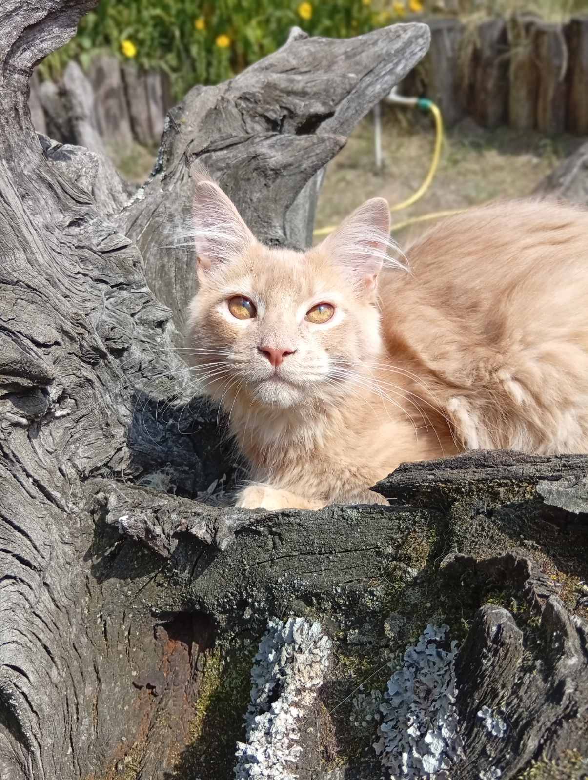 Lakis Maine Coon