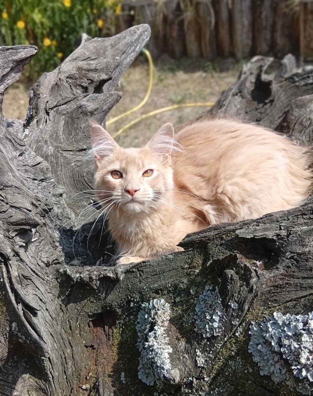Lakis Maine Coon