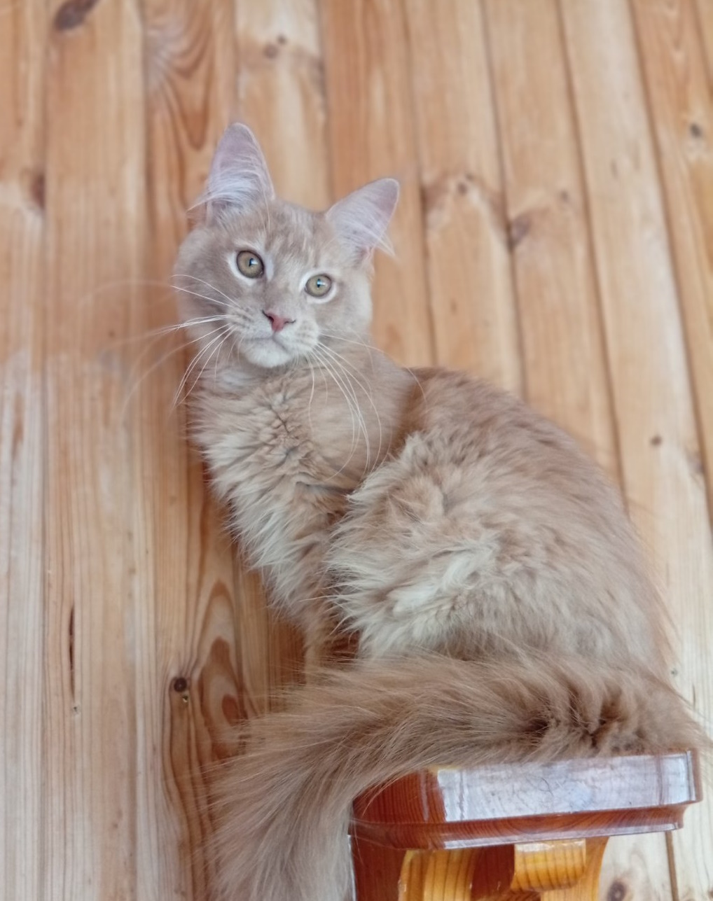 Lakis Maine Coon