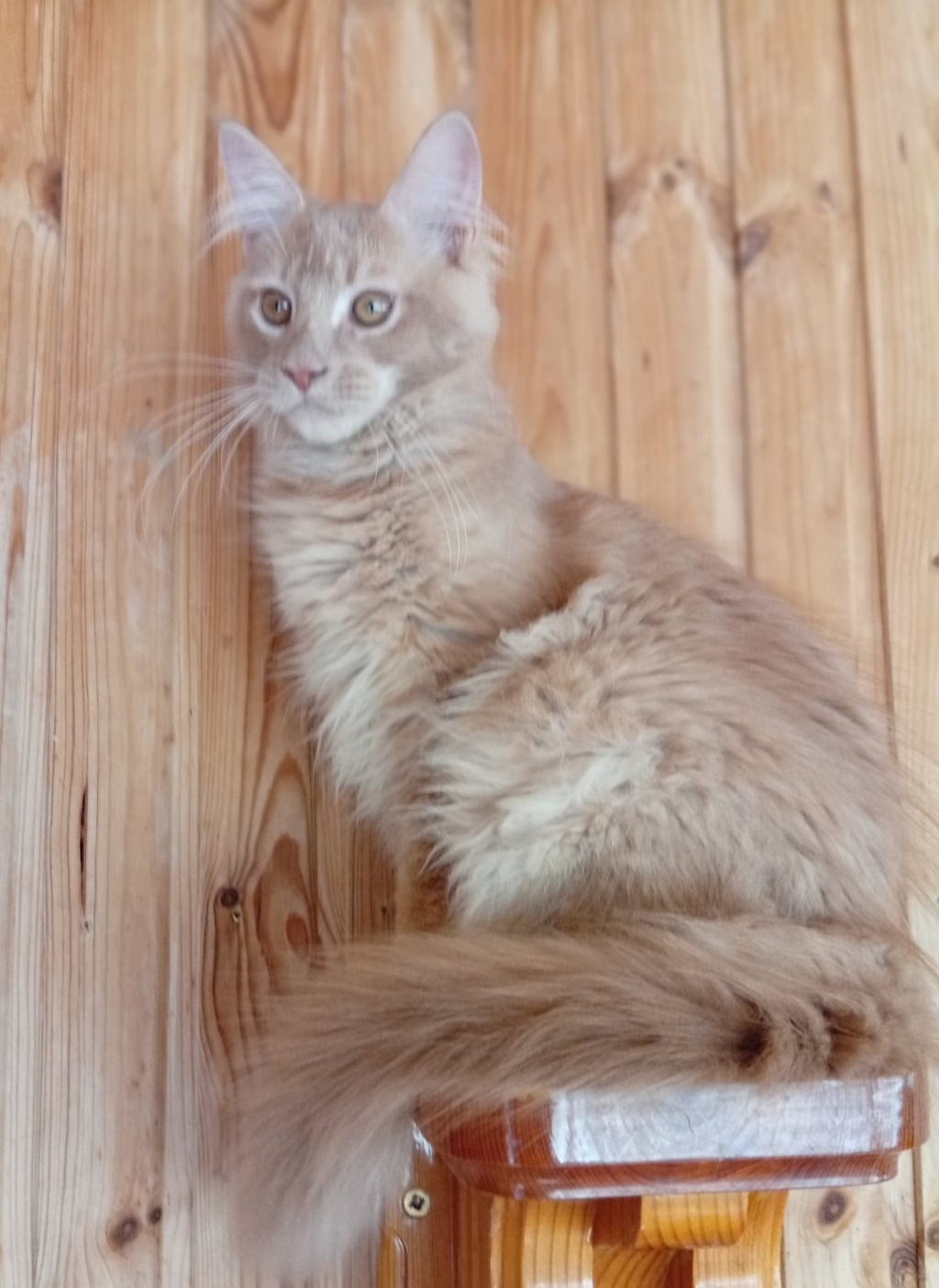 Lakis Maine Coon