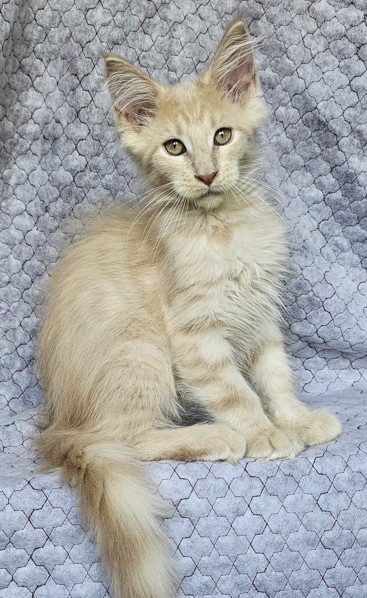 Versailles Maine Coon