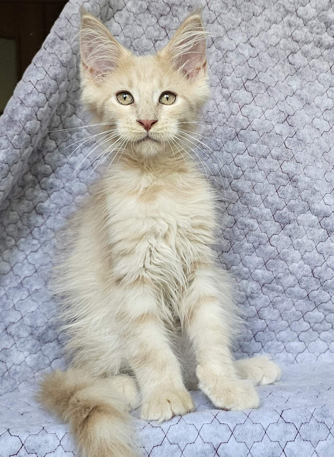 Versailles Maine Coon