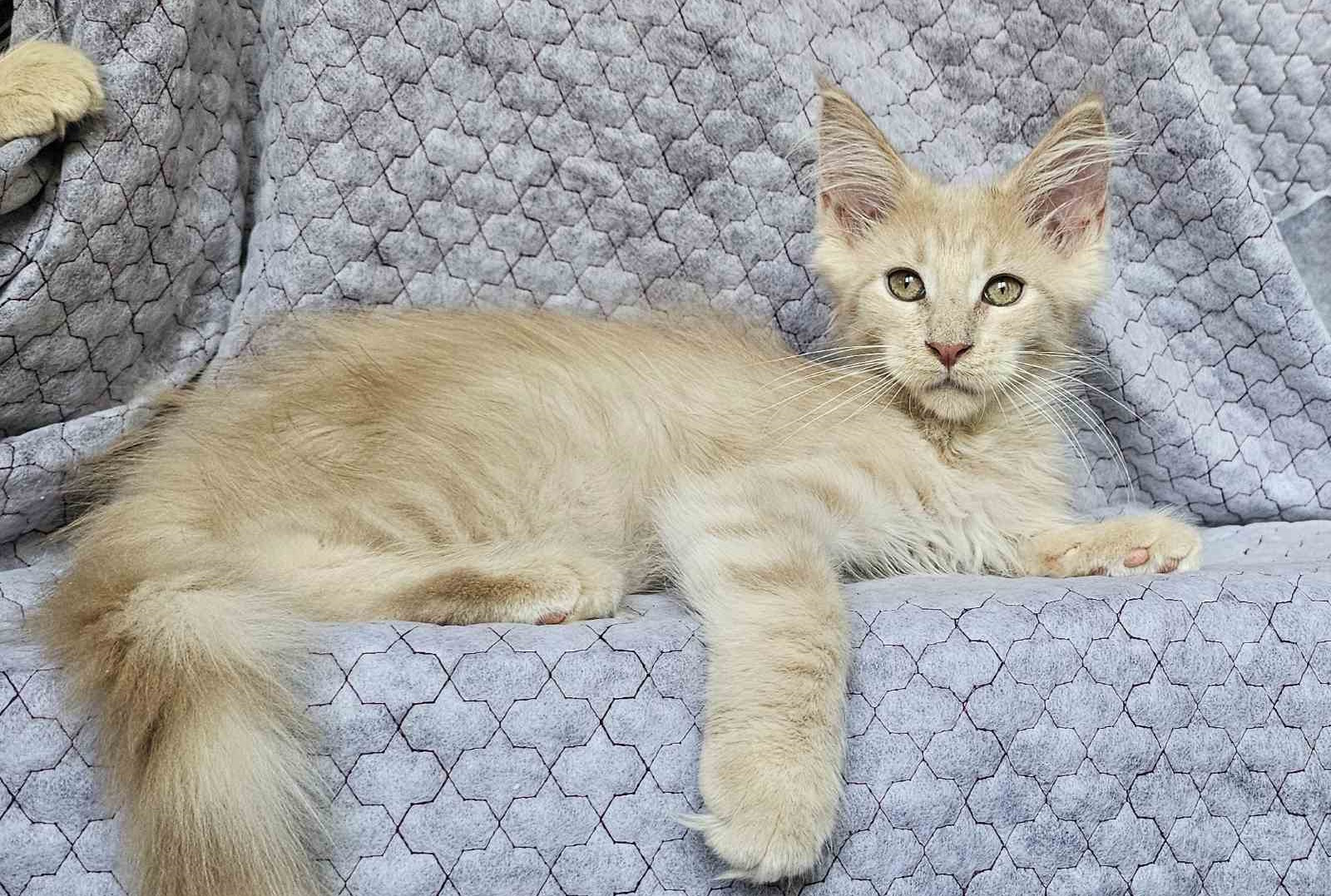 Versailles Maine Coon